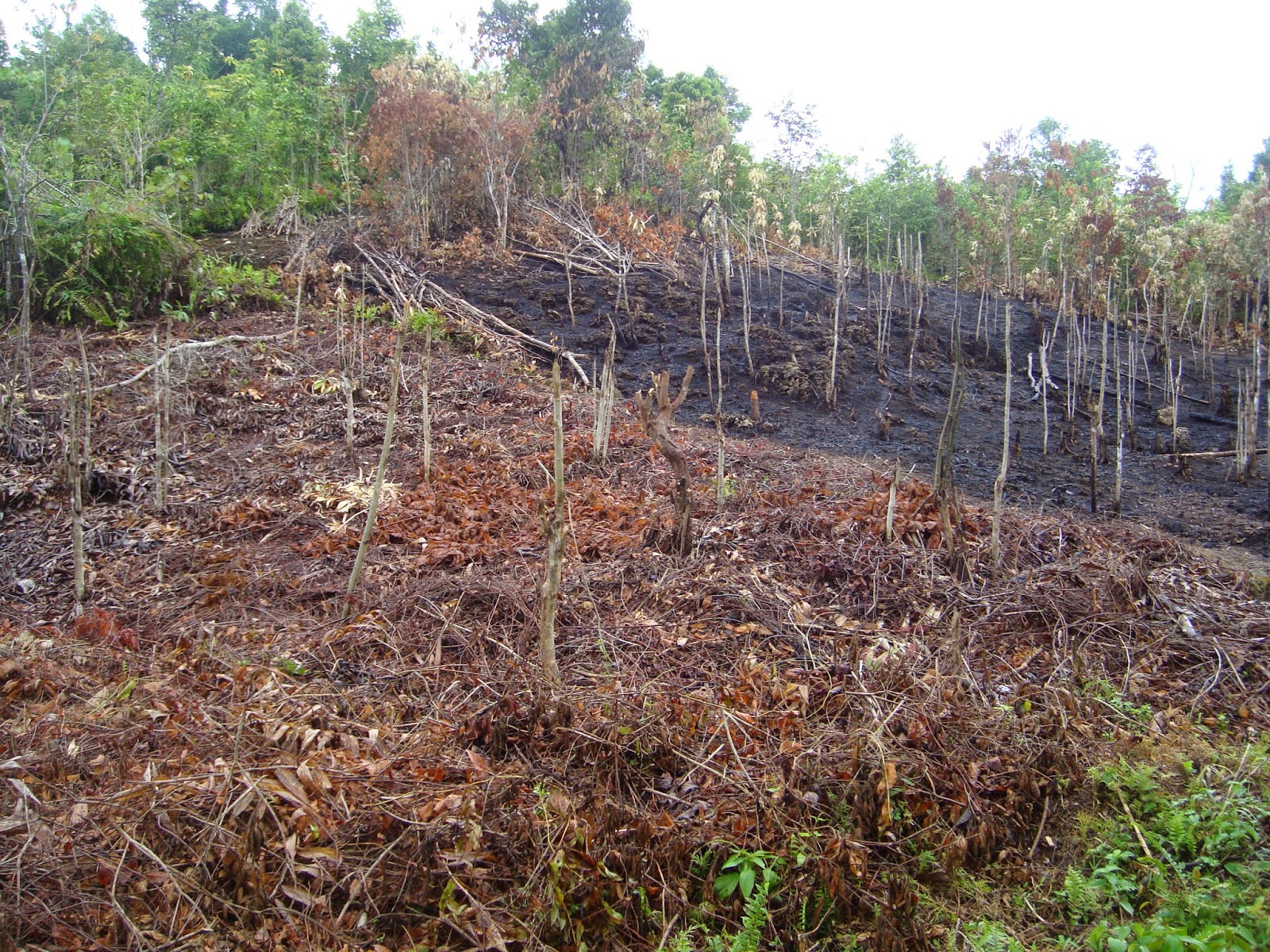 Indonesia Kehilangan 27% Hutan Primer di 2023: Tren Mengkhawatirkan